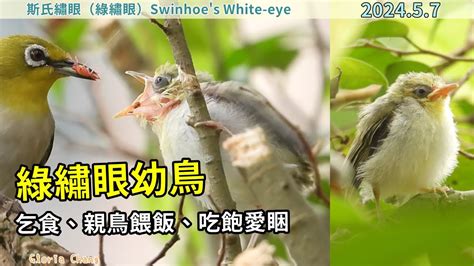 綠繡眼幼鳥一直叫|【綠繡眼幼鳥一直叫】綠繡眼幼鳥沒完沒了地叫？別急！這些原因。